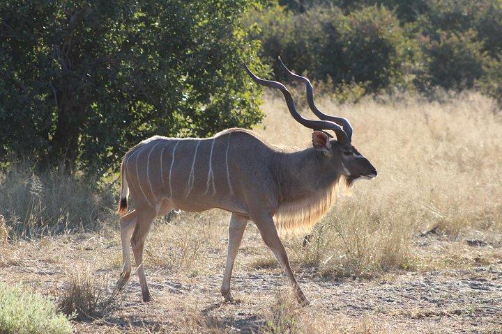 Moremi Game Reserve Day Trip