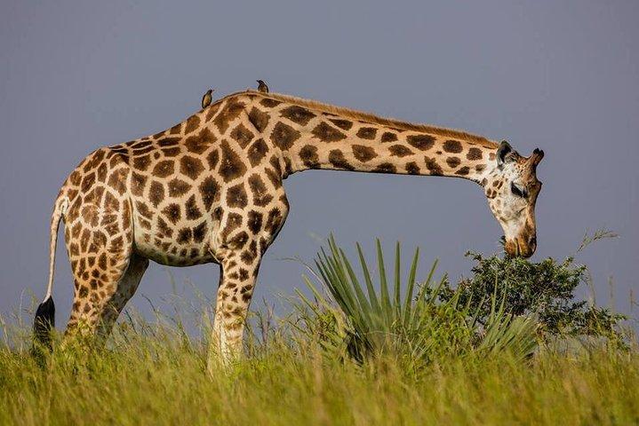 3-Days Safari to Murchison Falls National Park with Rhino Sanctuary hike
