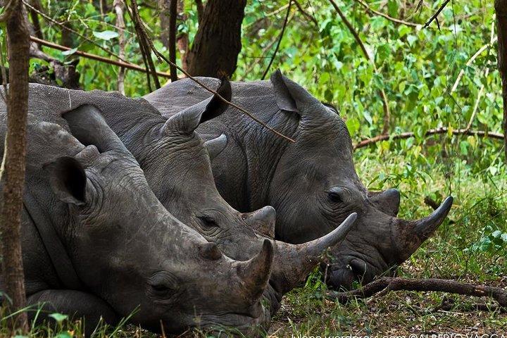 Zziwa Rhino Sanctuary Walking Safari
