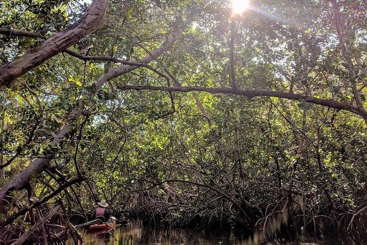 Mangrove Tunnels Pedal Kayak Eco-Tour in Anna Maria