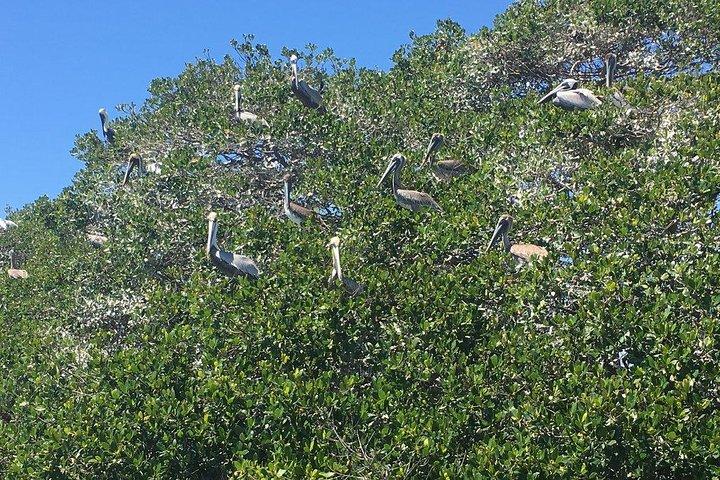 Mangrove Tunnels Pedal Kayak Eco-Tour in Anna Maria