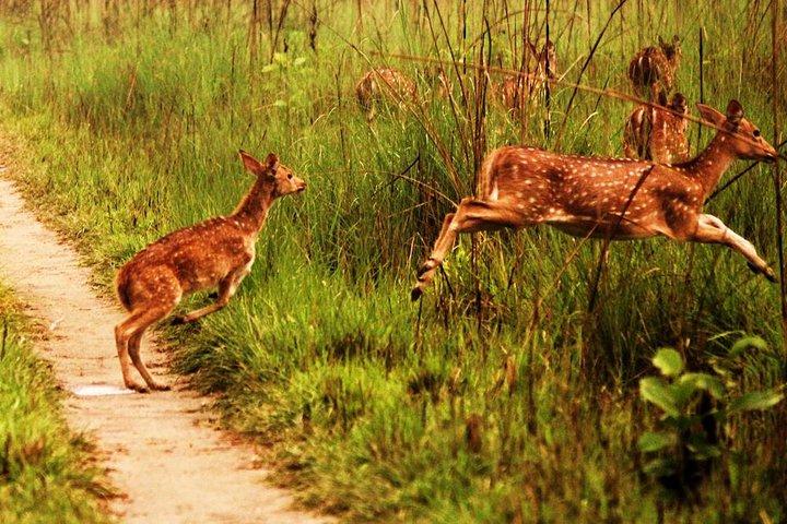 Chitwan Jungle Safari Tour from Kathmandu or Pokhara - 4 Days