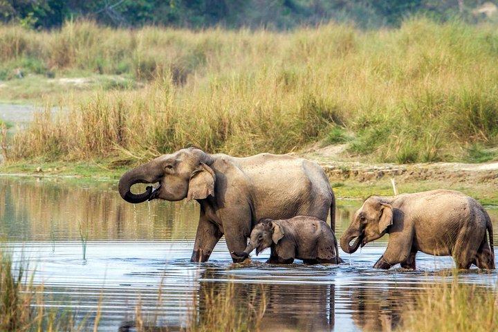 Chitwan Jungle Safari Tour from Kathmandu or Pokhara - 4 Days
