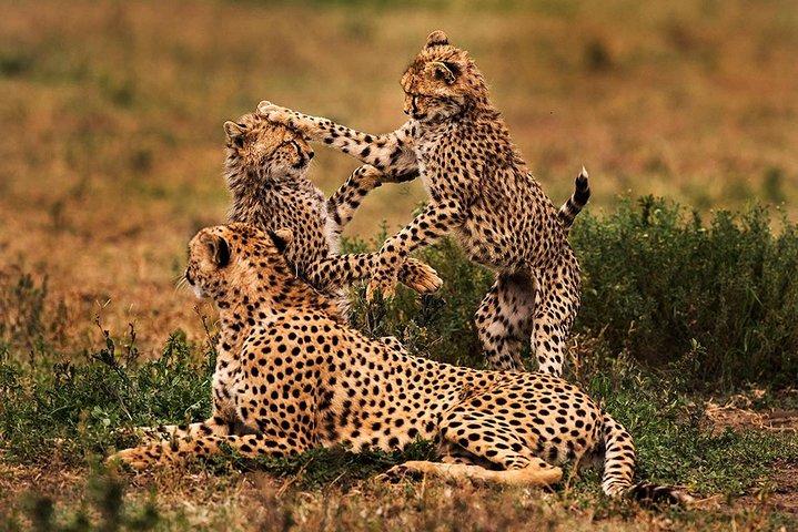 4 Day Mid-range Serengeti Safari