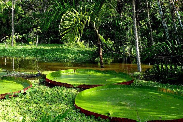 3-Day Eco Amazonia Lodge in the Amazon Jungle ECOMAGICO