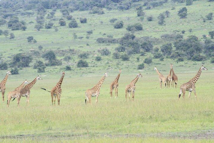 2 Days Akagera Wildlife Safari( pick up and drop off)
