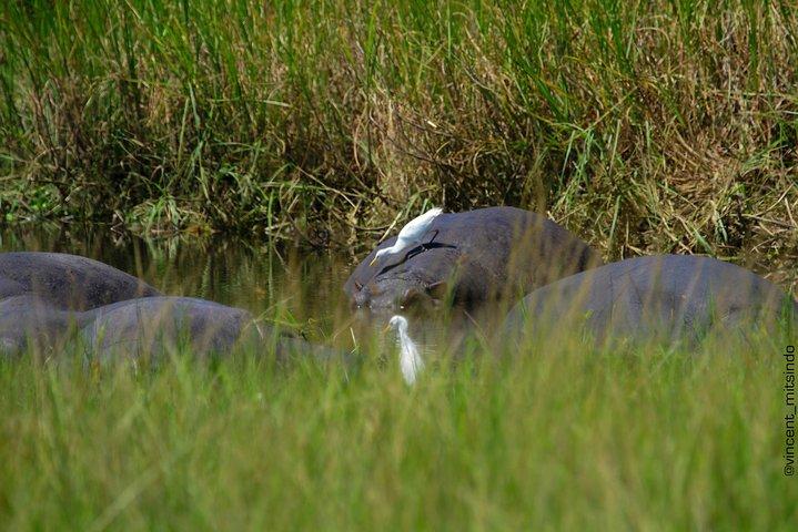 2 Days Akagera Wildlife Safari( pick up and drop off)