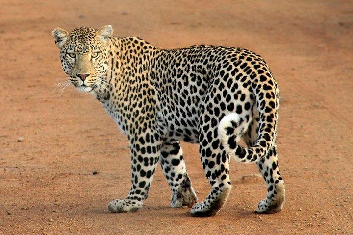 3 Days 2 nights Amboseli Daily Departures