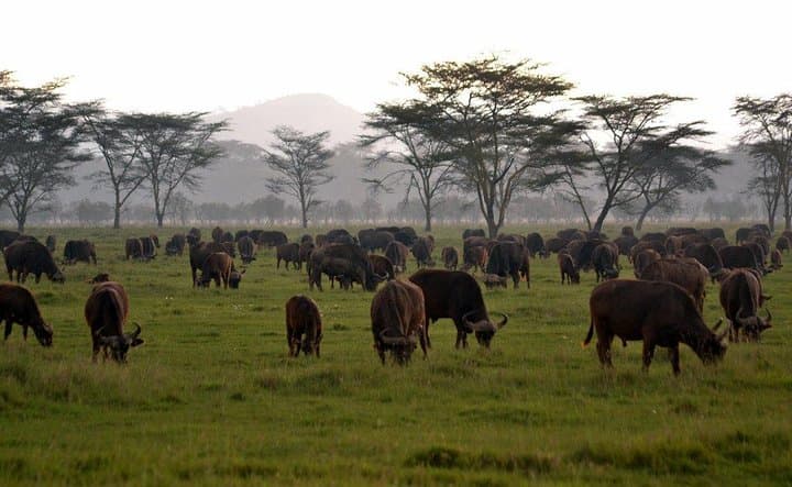 3 Days, 2 Nights Masai Mara Group Joining Safari by Landcruiser