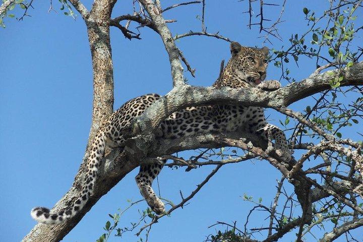 5 Day Serengeti, Tarangire, & Ngorongoro & Manyara Grass Root Safari.