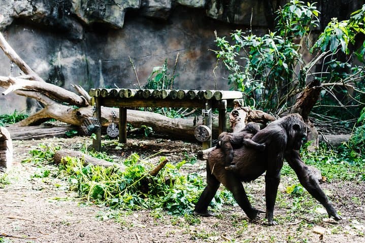 Sydney Taronga Zoo Wild Australia Experience