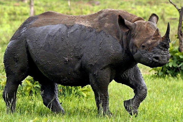 Full Day Kruger Park Safari From Hazyview