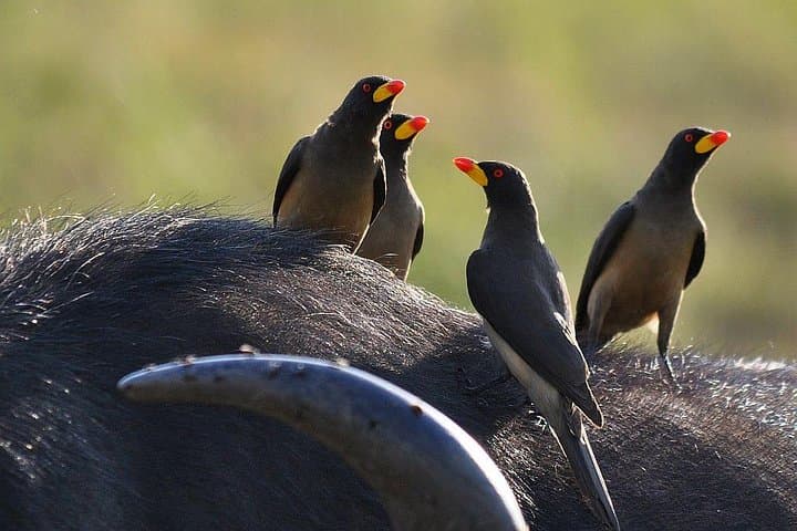 3 days Masai Mara private safari in AA lodge