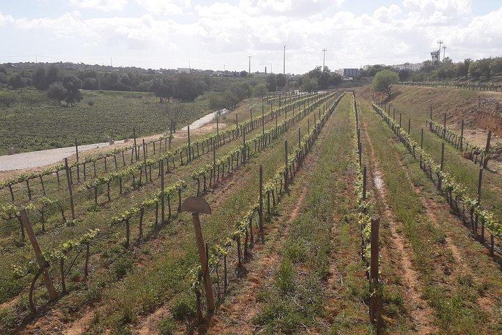 Enjoy The Algarvian Wine Taste & Coast Line Private Van Tour