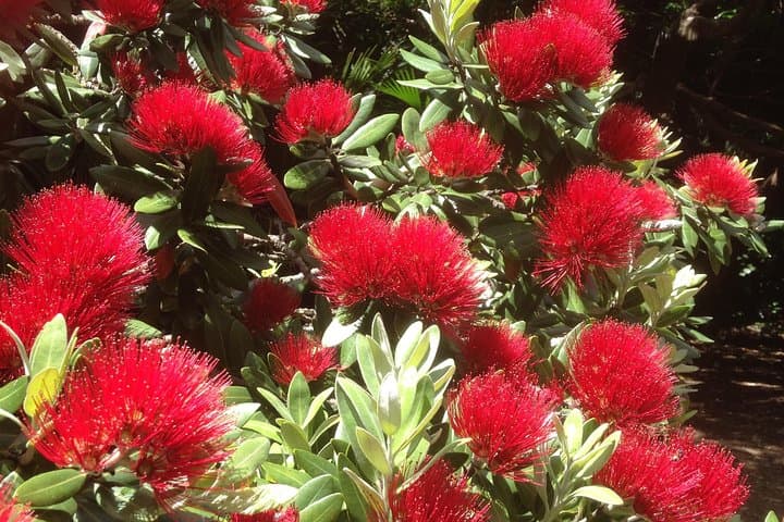 Private Matakana Wine & Dine Tour from Auckland.