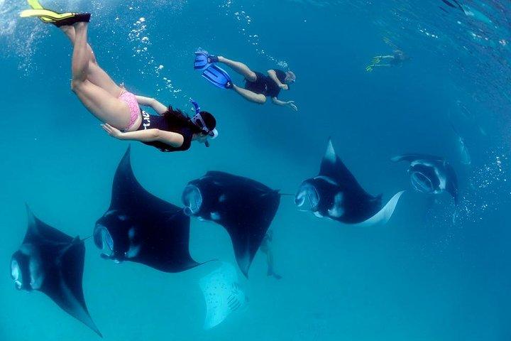 One Day Snorkeling Trip & West Tour Nusa Penida by Penidago