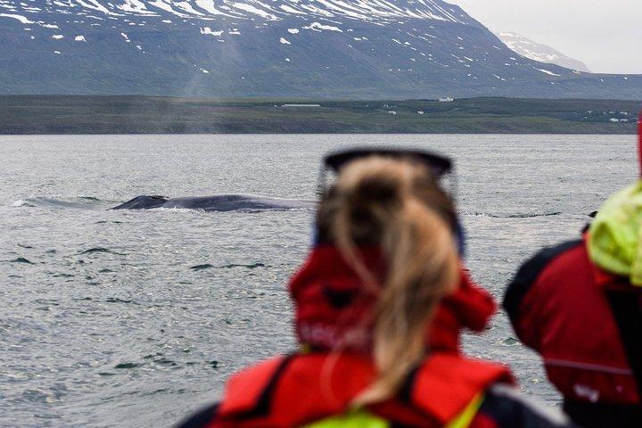 Akureyri Express Whale Watching by RIB boat