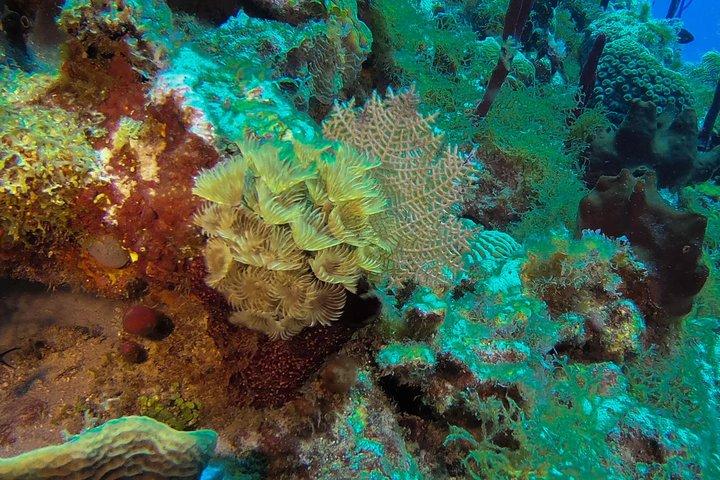 Full-Day Catalina Island Snorkeling Tour from La Romana
