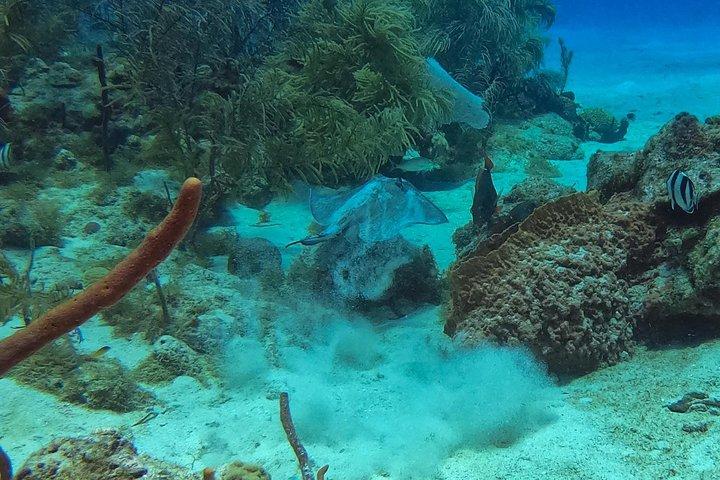 Full-Day Catalina Island Snorkeling Tour from La Romana
