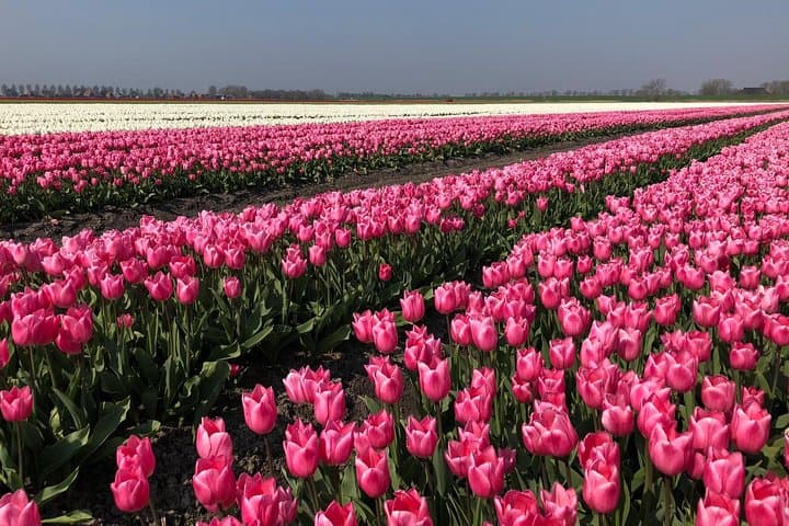 Full day tour to Texel - Friesian Islands - from Amsterdam