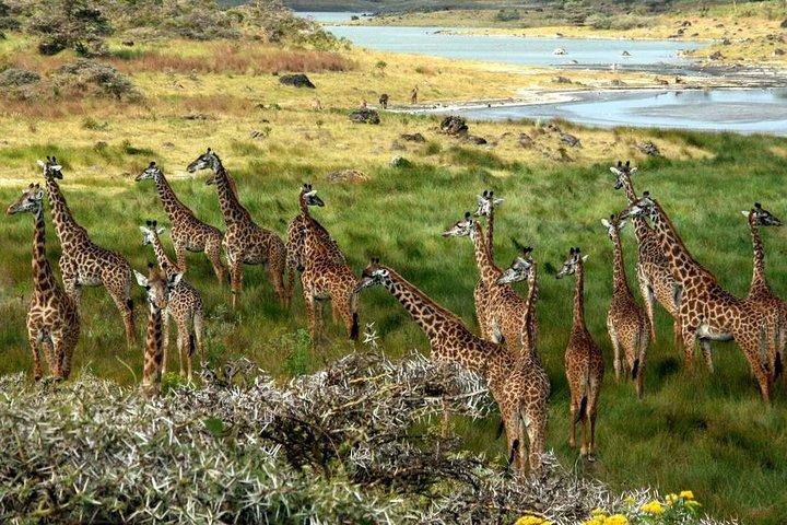 7-Day Glimpse of Northern Tanzania