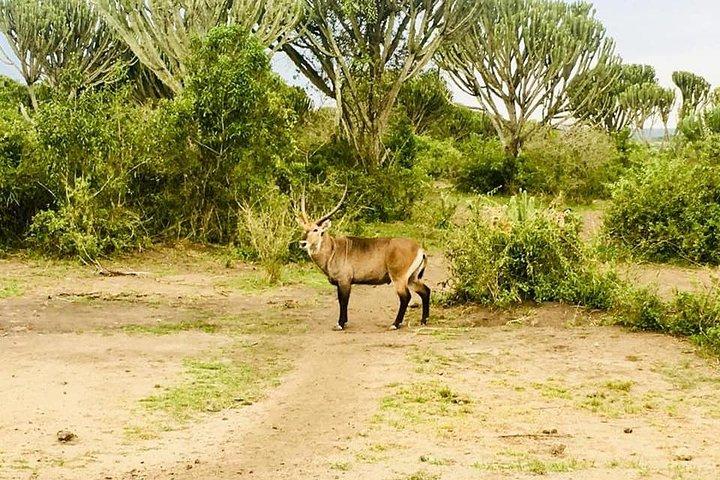 2 Days Safari To Queen Elizabeth National Park with Cruise