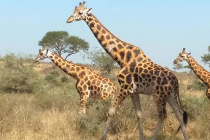 1 Day Lake Mburo National Park Short Safari from Kampala