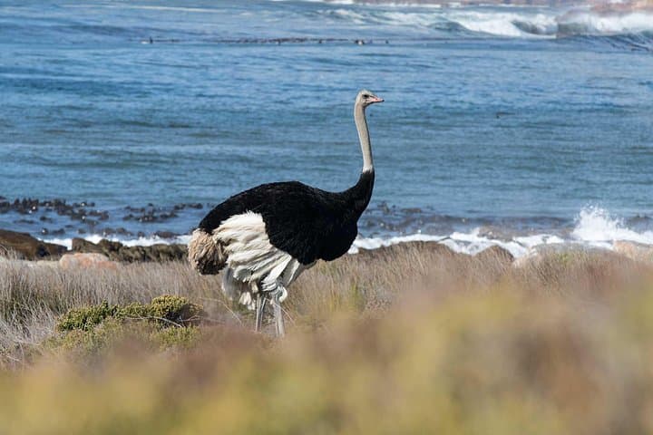 Full day Cape Point + Constantia Wine Tour with Private Transfer