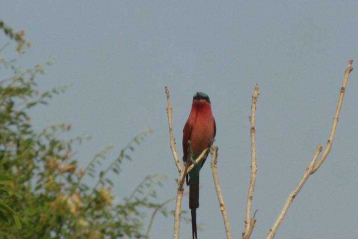Moremi Game Reserve Day Trip