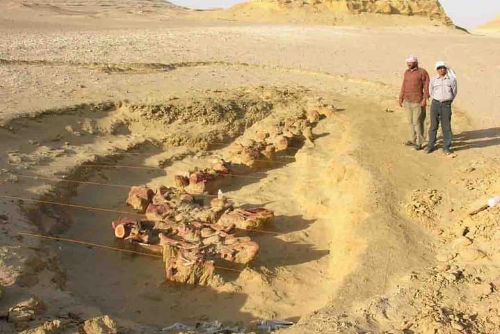 Day Trip to Valley of Whales from Cairo - Wadi El Hitan