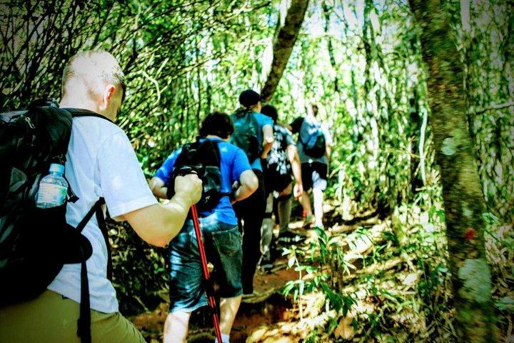 Tijuca Forest Challenge Full-Day Hike (Small-Group or Private)