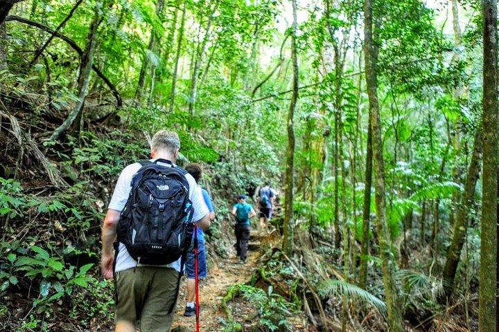 Tijuca Forest Half-Day Hike (Small Group or Private)