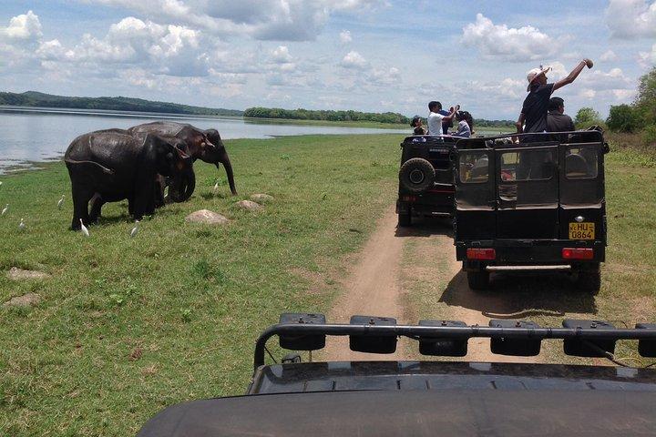 Day Tour from kandy to Sigiriya, Dambulla & National Park safari.