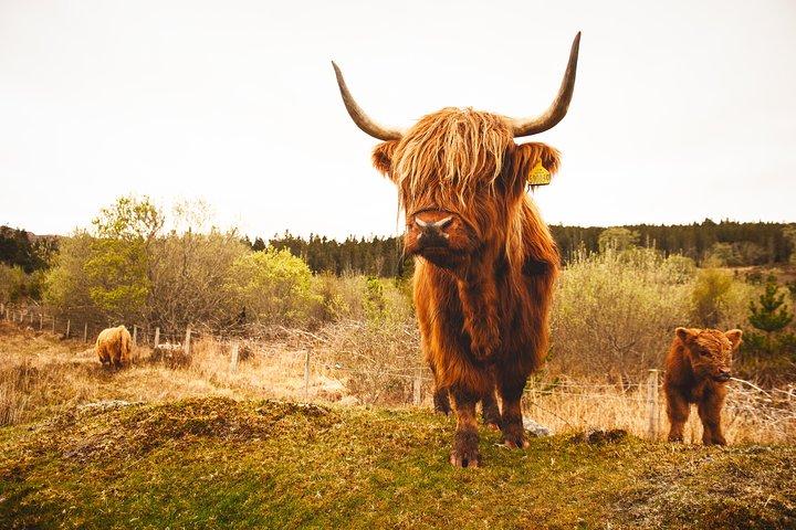 Dunnottar Castle and Royal Deeside Small-Group Tour from Aberdeen