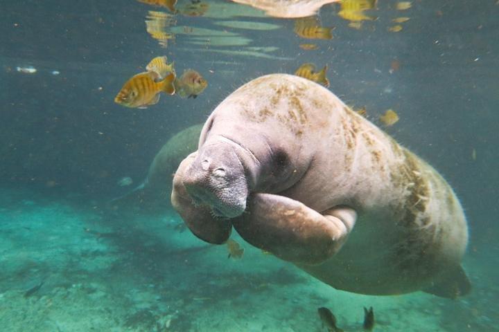 Manatee Snorkeling Adventure Tour with Lunch & Hotel Pickup