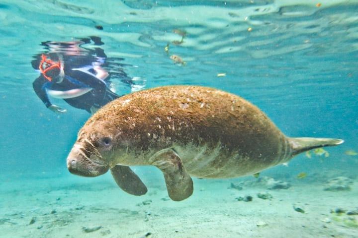 Manatee Snorkeling Adventure Tour with Lunch & Hotel Pickup
