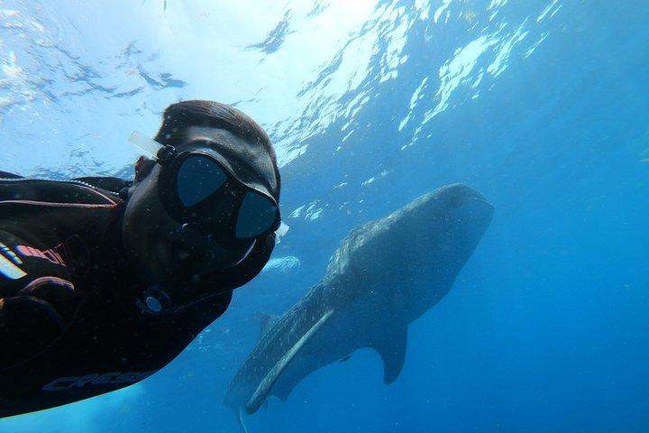 Whale Shark Group Adventure from Isla Holbox