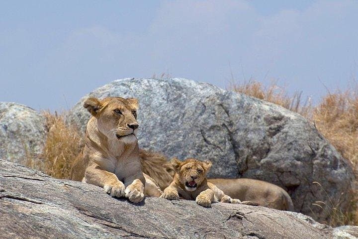 12 Days Kenya and Tanzania Budget Private Safari from Nairobi