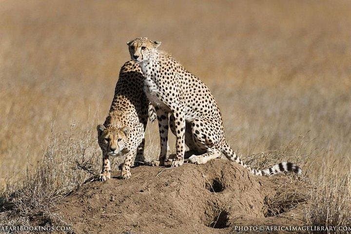 5 days Masaai Mara & Amboseli 4x4 safari(budget or luxury rooms)