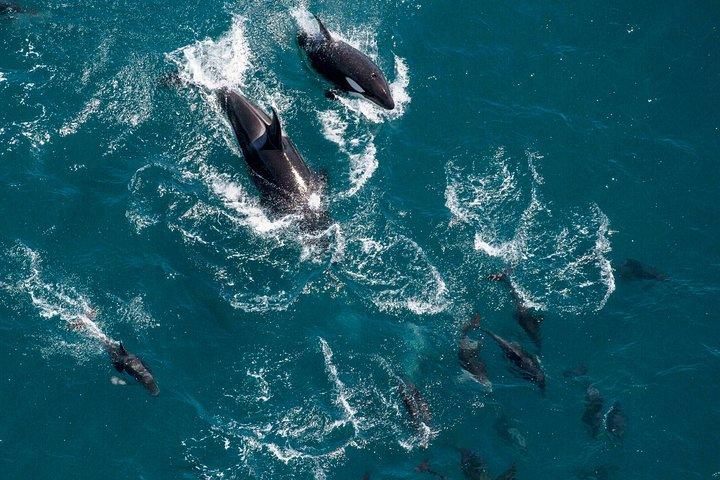 Whale Watching in Kaikoura - Ultimate Experience