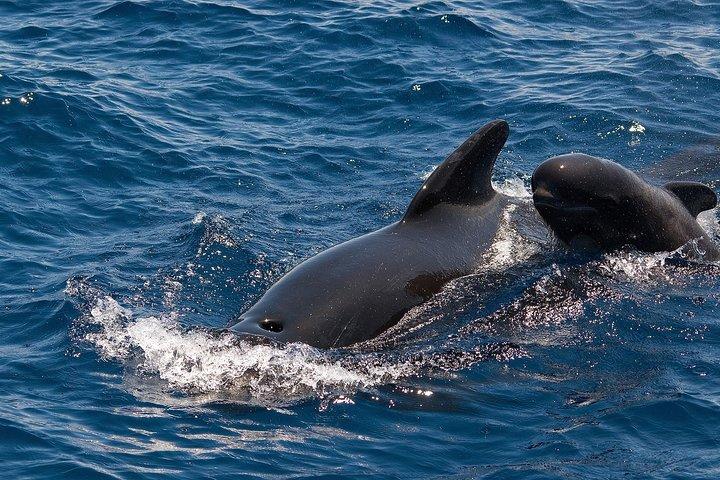 Whales and Dolphins Watching in Exclusive Sailboat