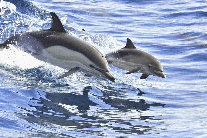 Whales and Dolphins Watching in Exclusive Sailboat