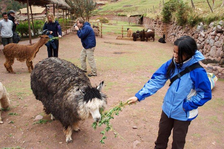6-Day Cusco and Machu Picchu Tour: Sacred Valley & Maras Moray