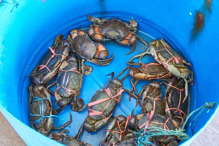 Private Tour: Crab Island Sightseeing Boat Ride and Seafood Lunch