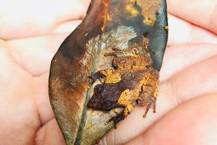 Explore Singharaja Forest Reserve (mirissa/weligama & Galle)