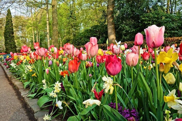 Tour to Giethoorn and Keukenhof Tulip Fields from Amsterdam