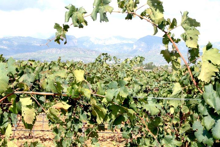 Sa Clasta Mallorca Wine Tours