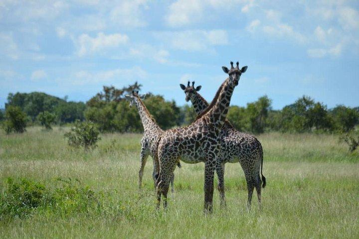 3 Days 2 Nights Mikumi National Park from Dar es salaam road trip