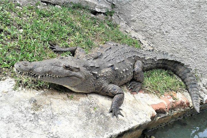 Private YS Falls and Black River Safari from Negril