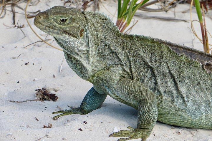 4-Hour Catamaran Sail and Snorkel Tour from Grace Bay